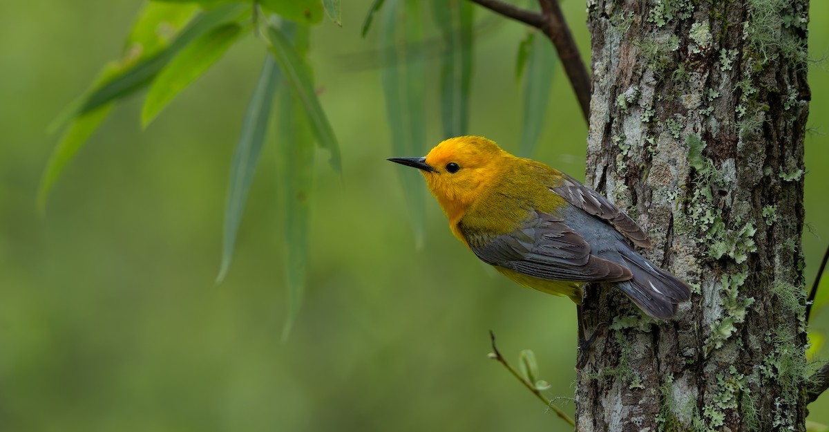 Prothonotary Warbler - ML624011842