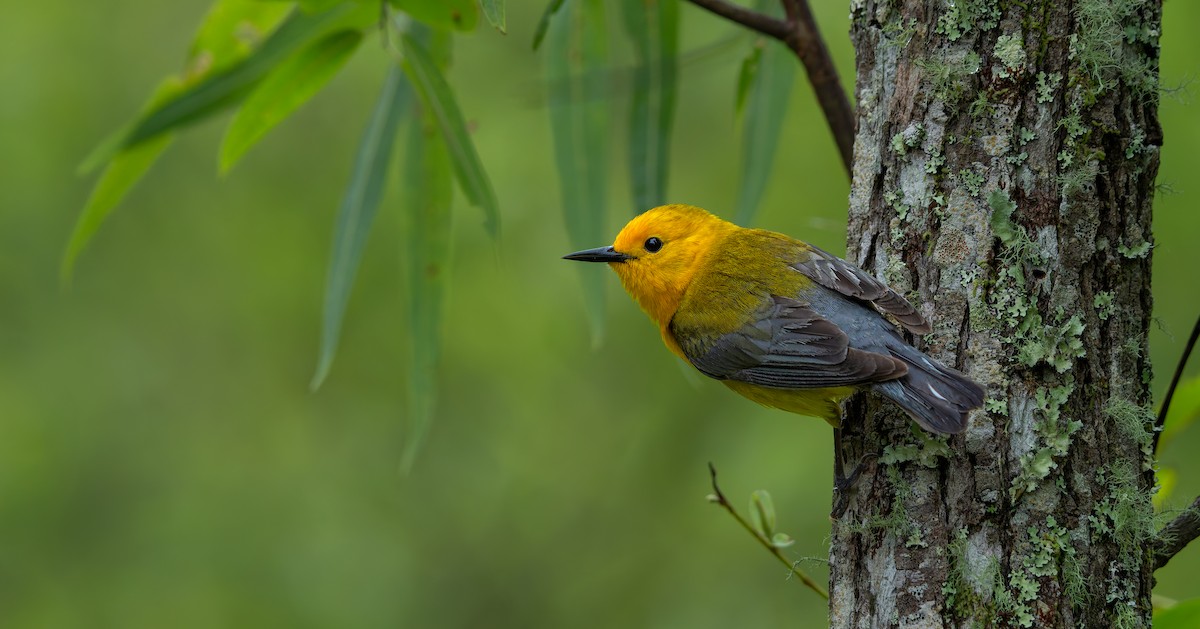 Prothonotary Warbler - ML624011843