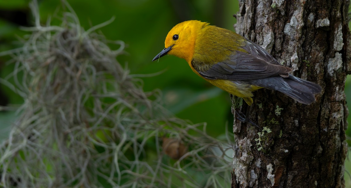 Prothonotary Warbler - ML624011846