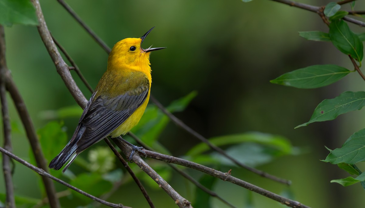 Prothonotary Warbler - ML624011848