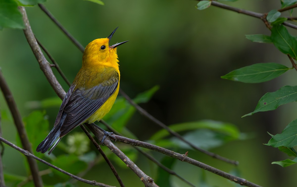 Prothonotary Warbler - ML624011850