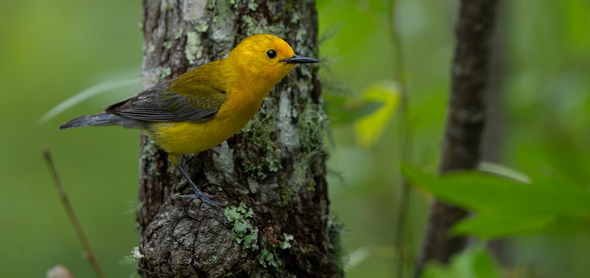 Prothonotary Warbler - ML624011852