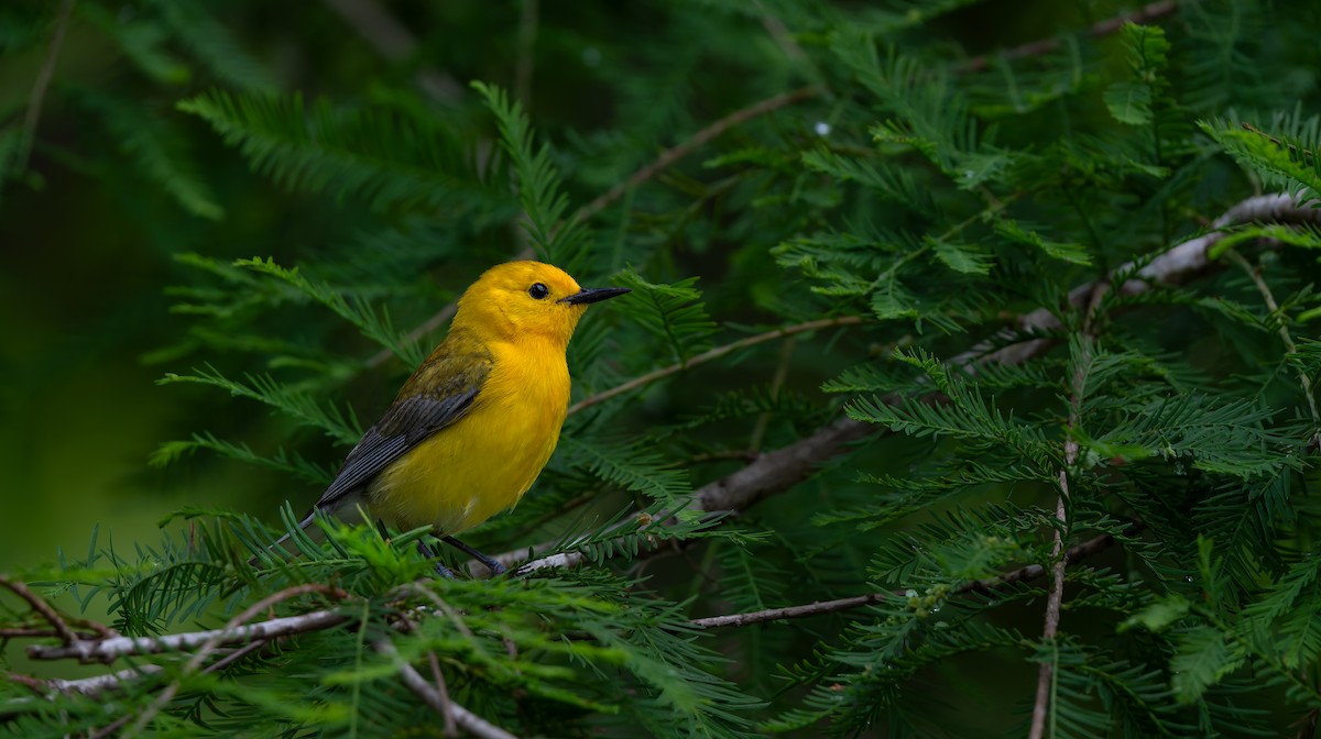 Prothonotary Warbler - ML624011854