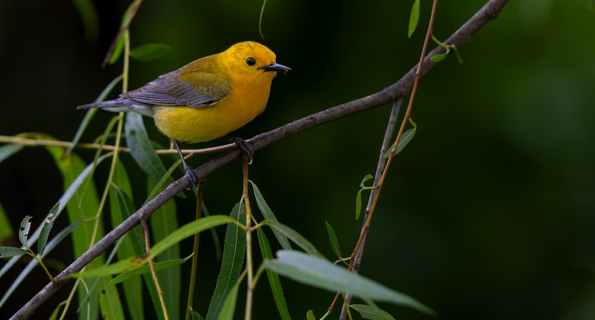 Prothonotary Warbler - ML624011855