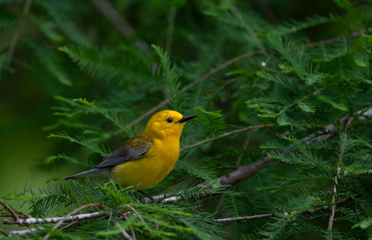 Prothonotary Warbler - ML624011858