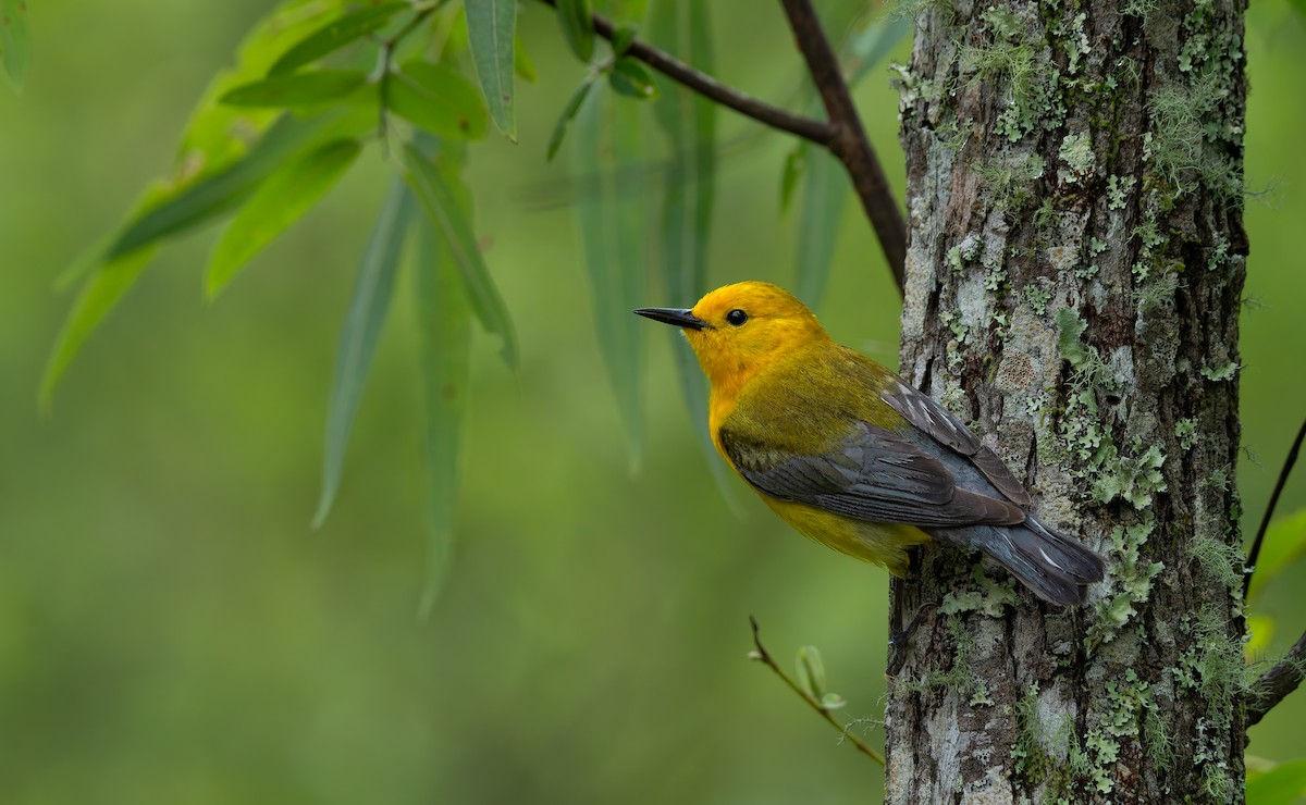 Prothonotary Warbler - ML624011859