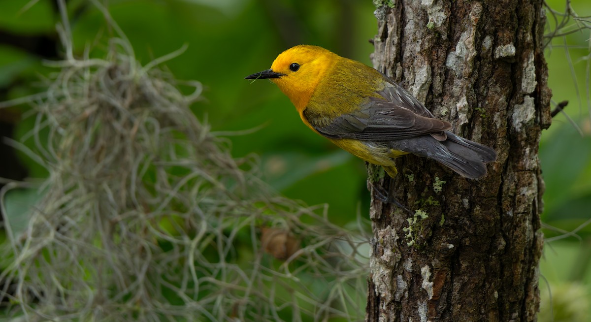 Prothonotary Warbler - ML624011860