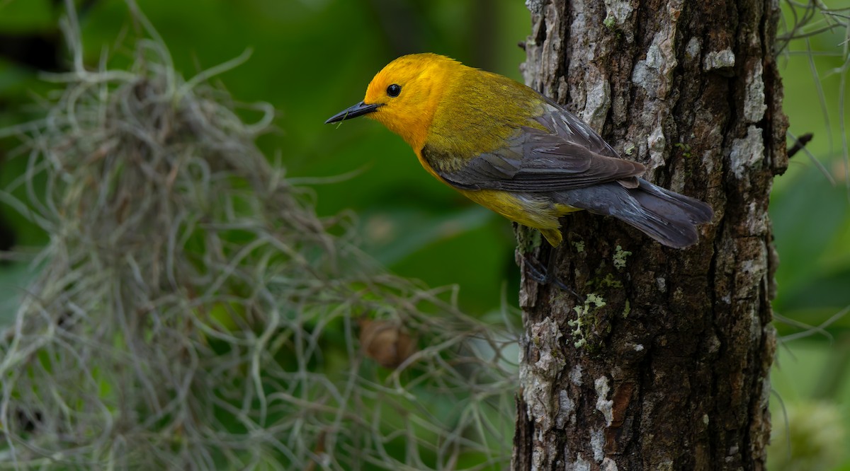 Prothonotary Warbler - ML624011864