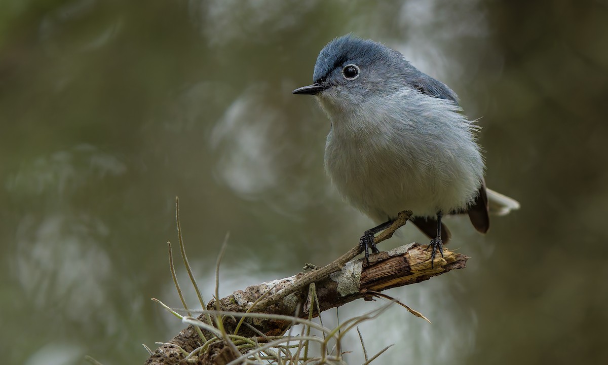 Blue-gray Gnatcatcher - ML624011869