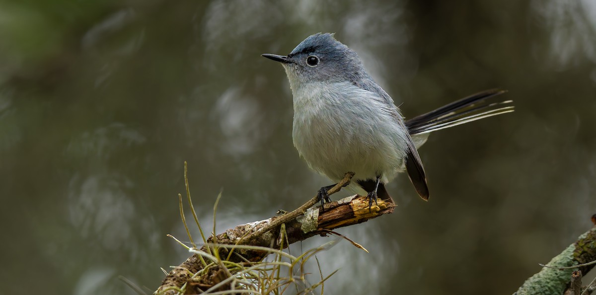 Blue-gray Gnatcatcher - ML624011870