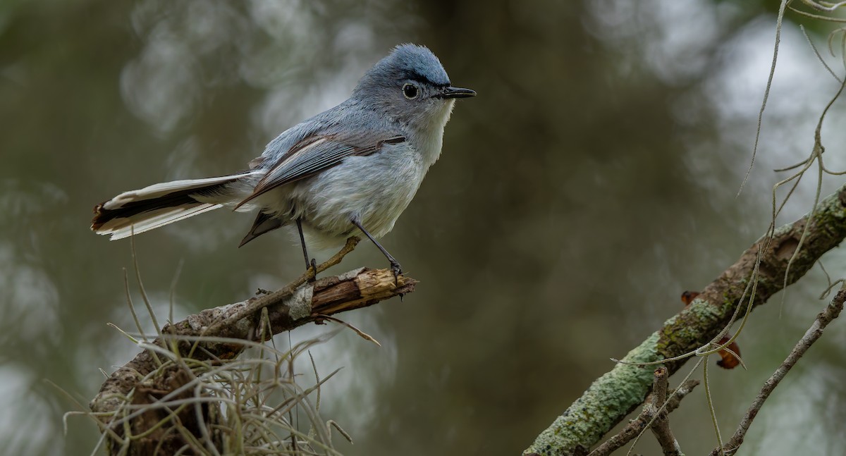 Blue-gray Gnatcatcher - ML624011871