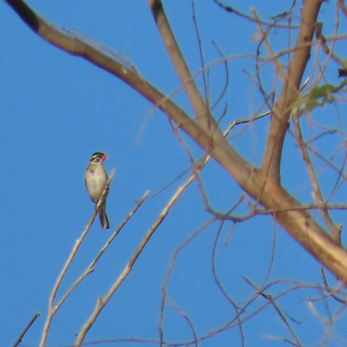 Pin-tailed Whydah - Brian Nothhelfer