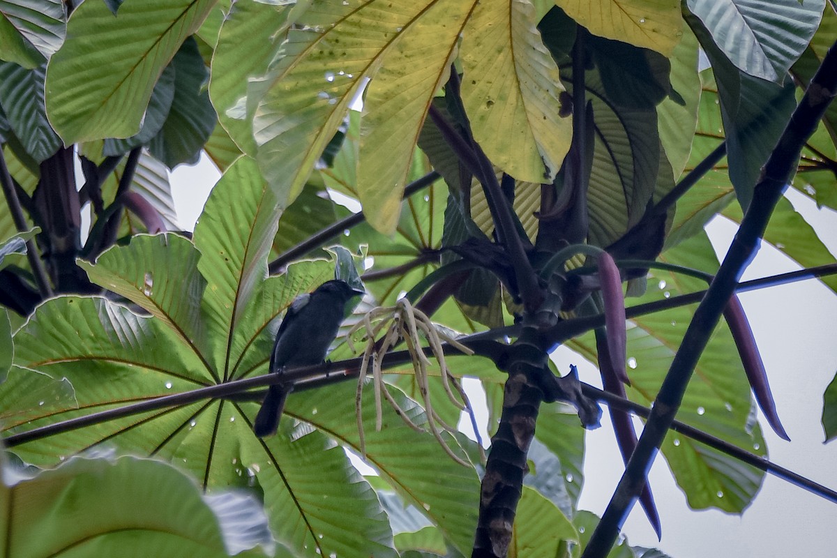 Sulphur-rumped Tanager - Agustin Mora