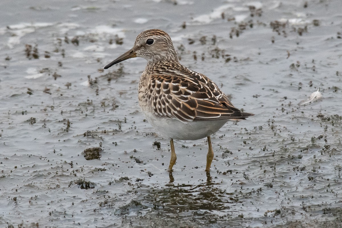 Pectoral Sandpiper - ML624011961