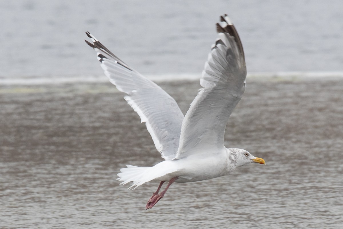 Herring Gull - ML624011971