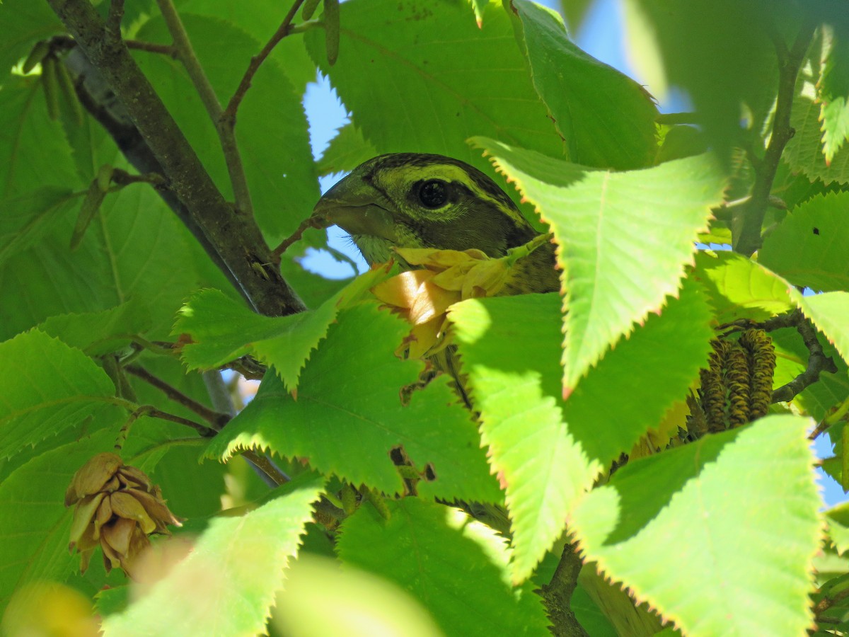 Rose-breasted Grosbeak - ML624011980