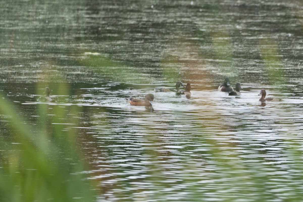 Ring-necked Duck - ML624012006