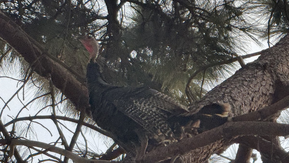 Wild Turkey - Sean Lam