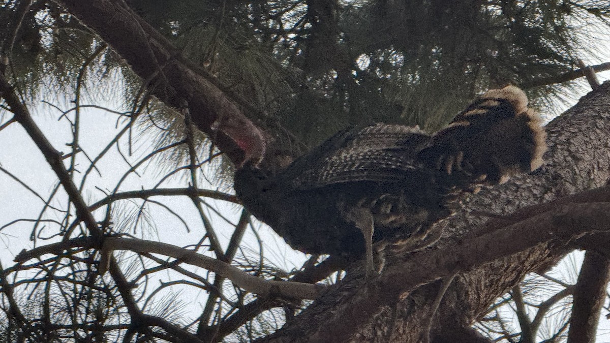 Wild Turkey - ML624012008