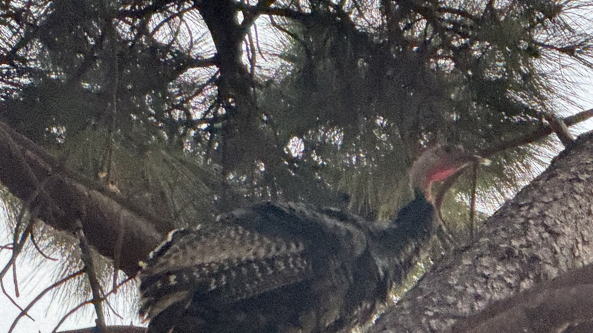 Wild Turkey - ML624012010