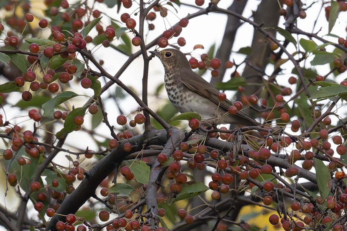 Swainson's Thrush - ML624012032