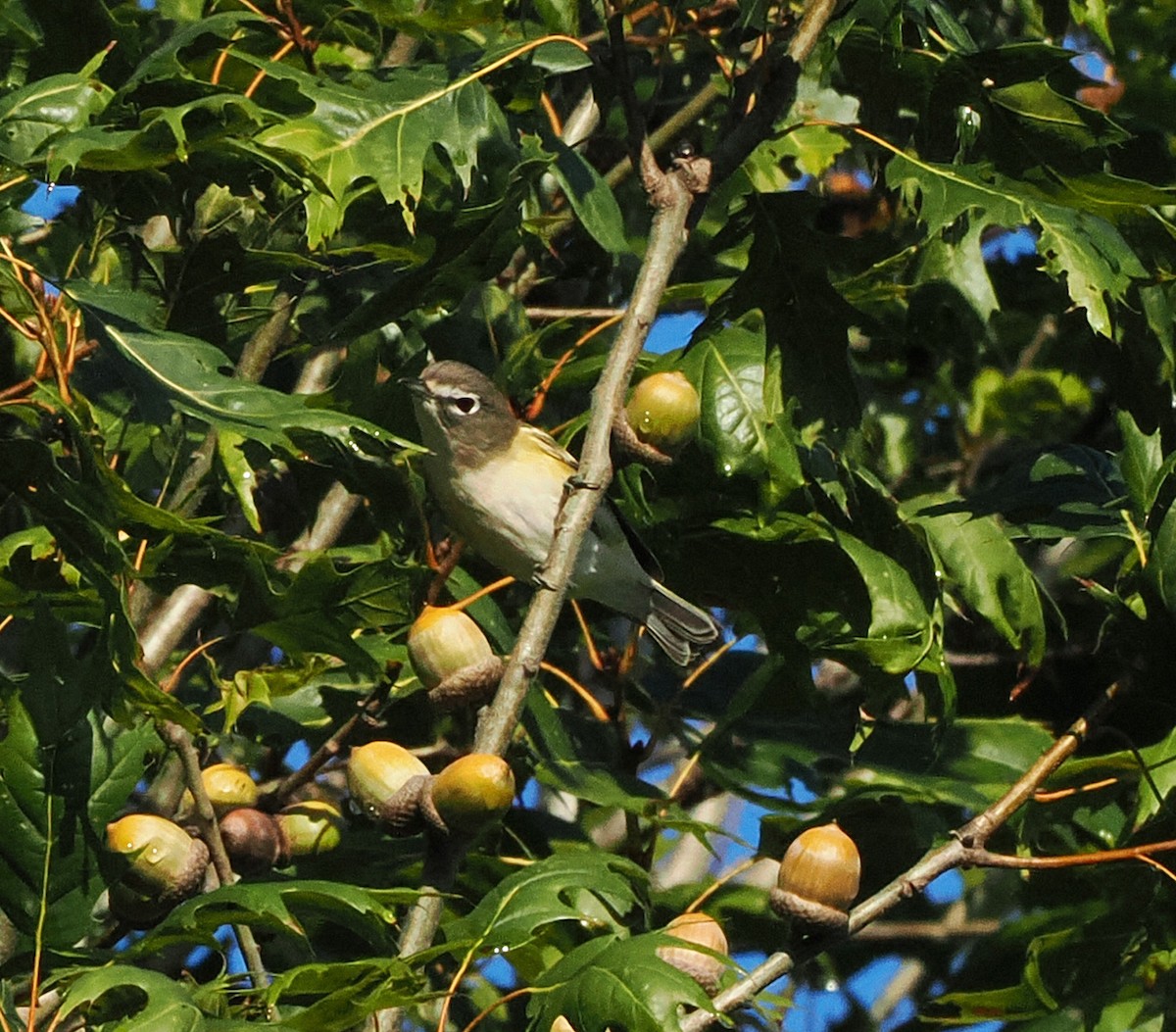 eremittvireo - ML624012042