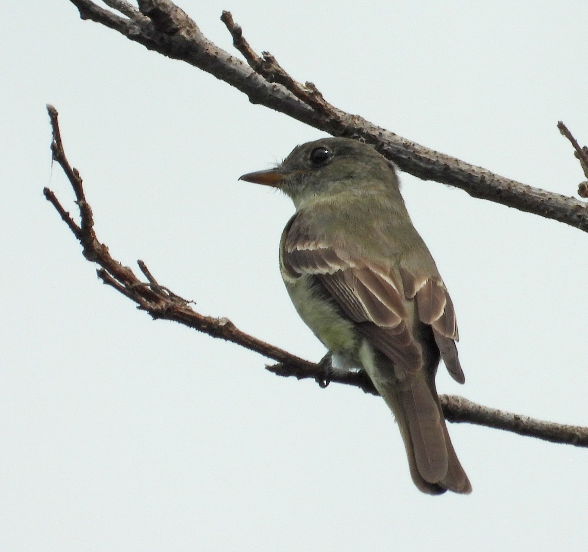 Eastern Wood-Pewee - ML624012093