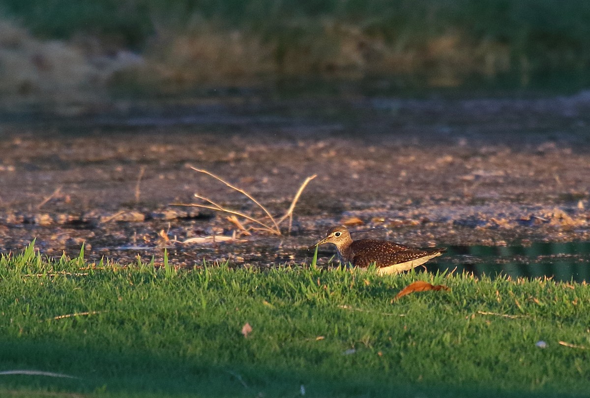 Solitary Sandpiper - Greg Gillson