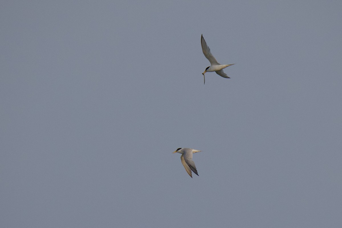 Least Tern - ML624012168