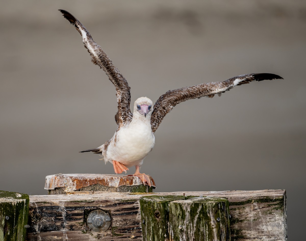 Red-footed Booby - ML624012169