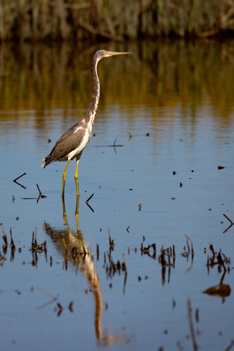 Tricolored Heron - ML624012176