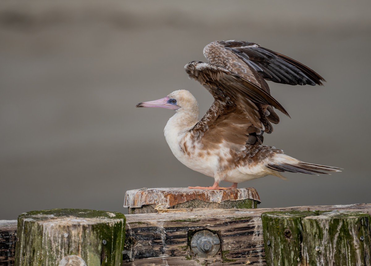 Red-footed Booby - ML624012177