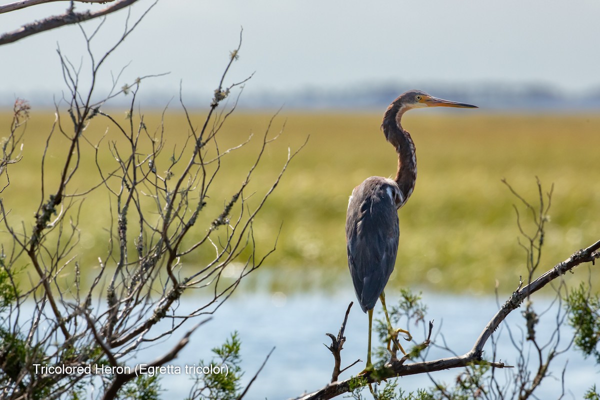 Tricolored Heron - Tom O'Halloran