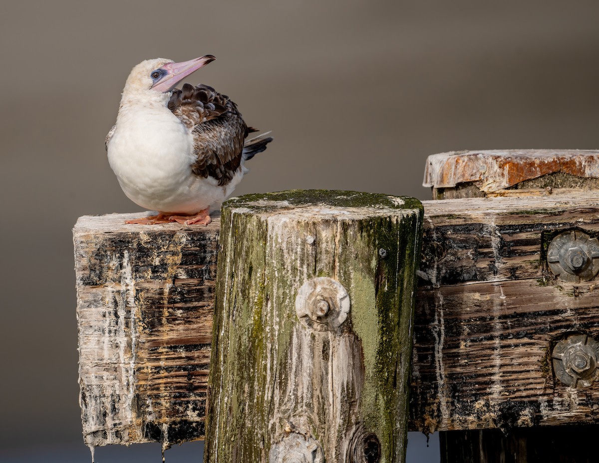 Red-footed Booby - ML624012180