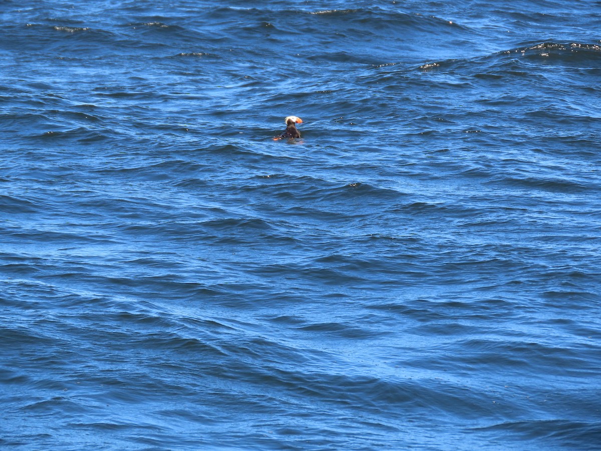 Tufted Puffin - ML624012188