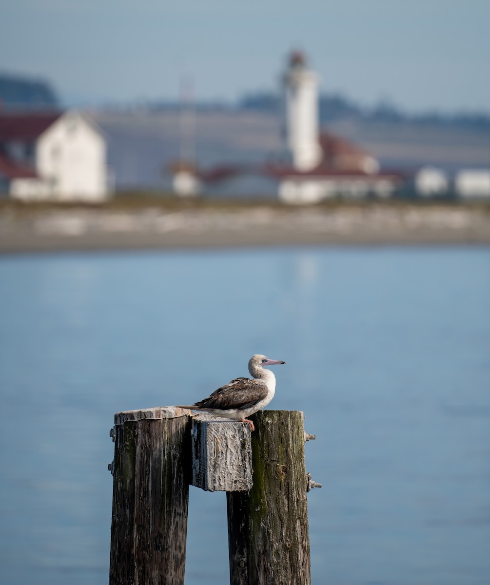 Red-footed Booby - ML624012190