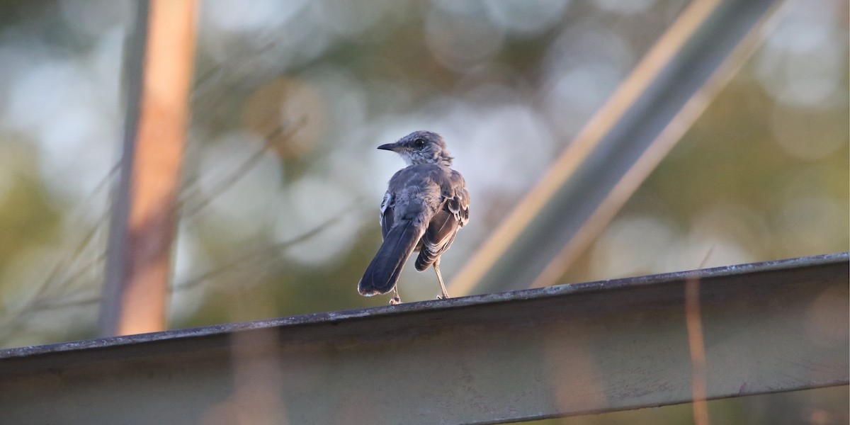 Northern Mockingbird - ML624012194