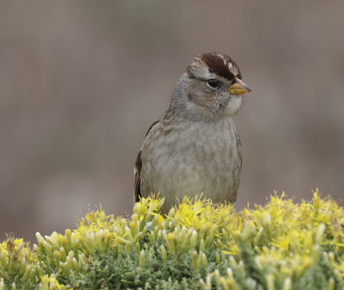 White-crowned Sparrow - Greg Plowman