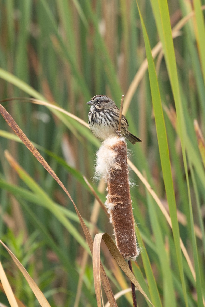 Song Sparrow - ML624012200