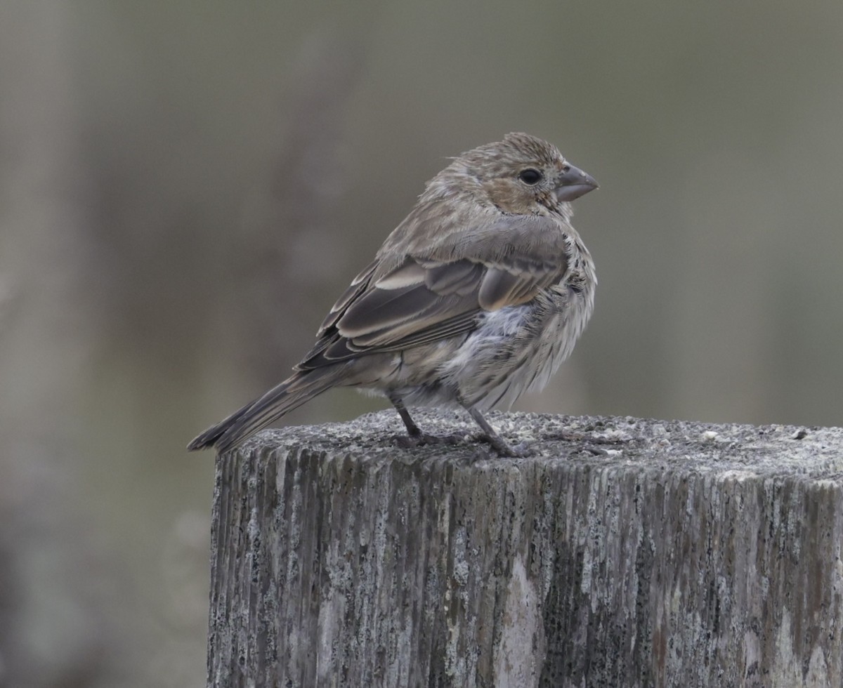 House Finch - ML624012208