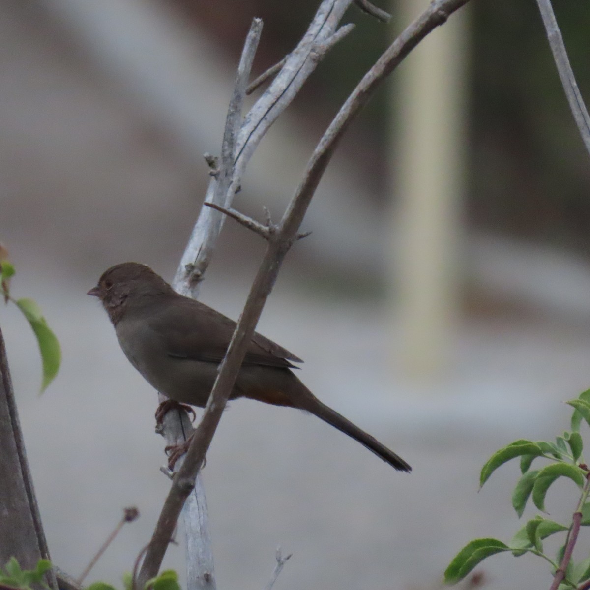 California Towhee - ML624012211