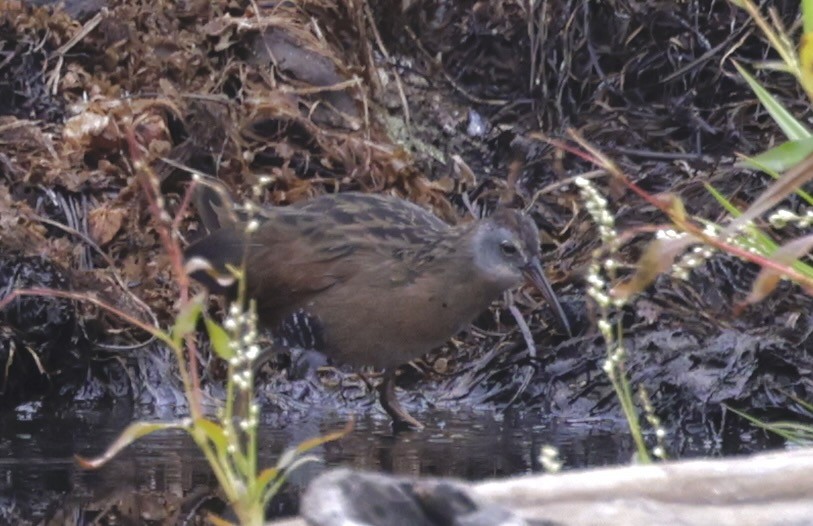 Virginia Rail - ML624012212