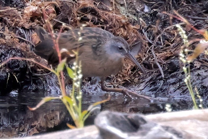 Virginia Rail - ML624012213