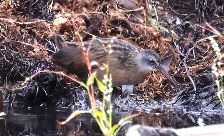 Virginia Rail - ML624012214