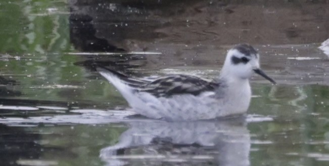 Red-necked Phalarope - ML624012224