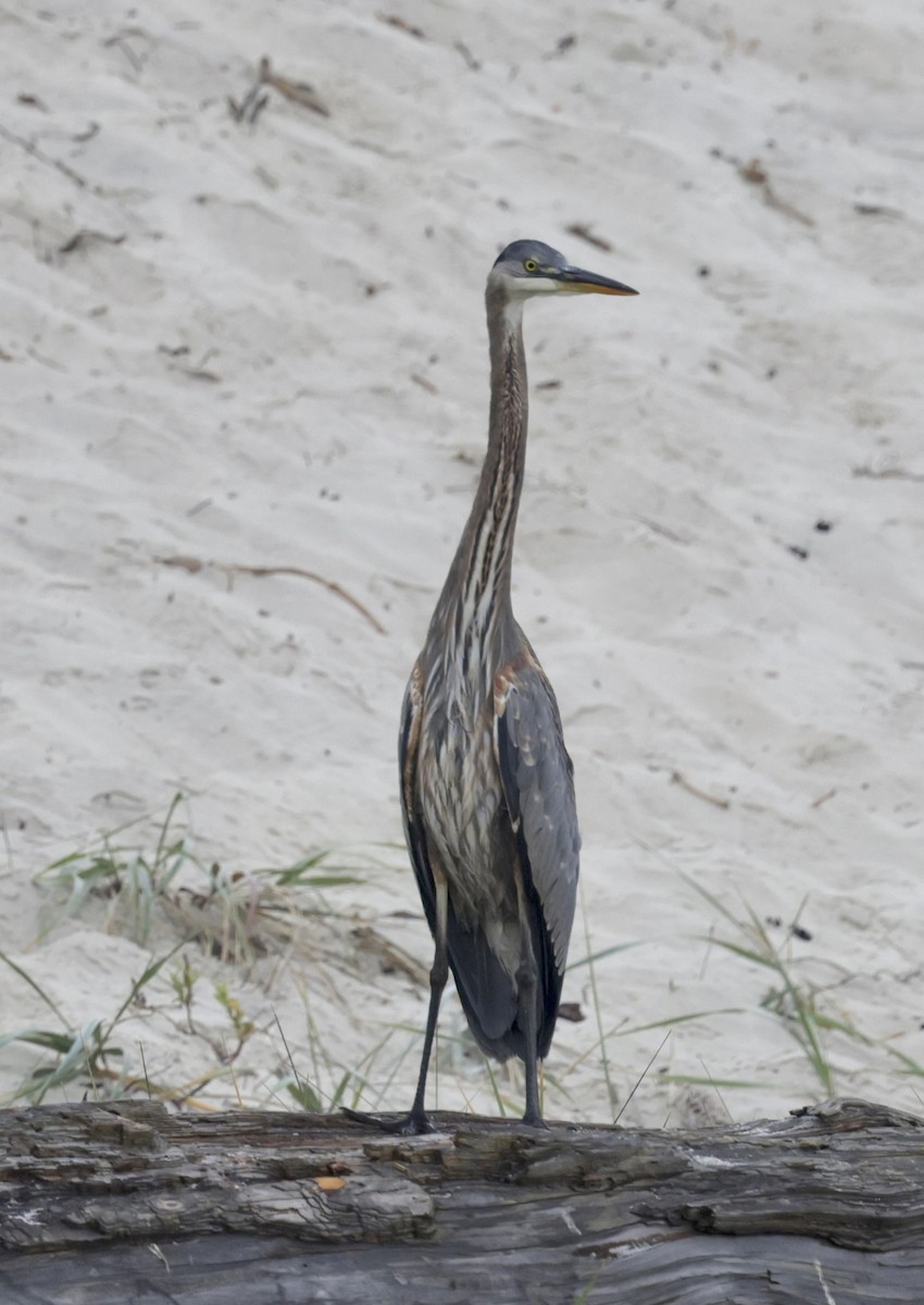 Great Blue Heron - ML624012234