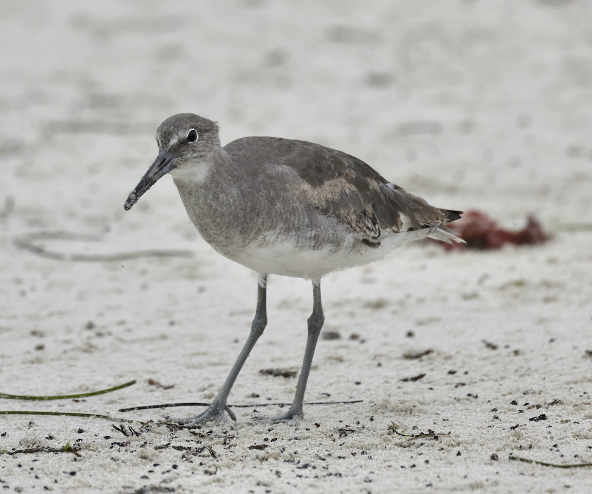 Willet - ML624012240