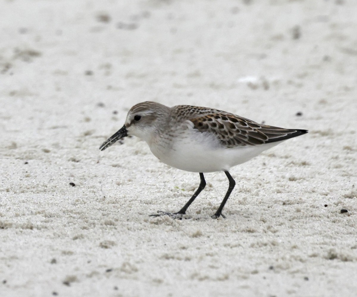 Western Sandpiper - ML624012248