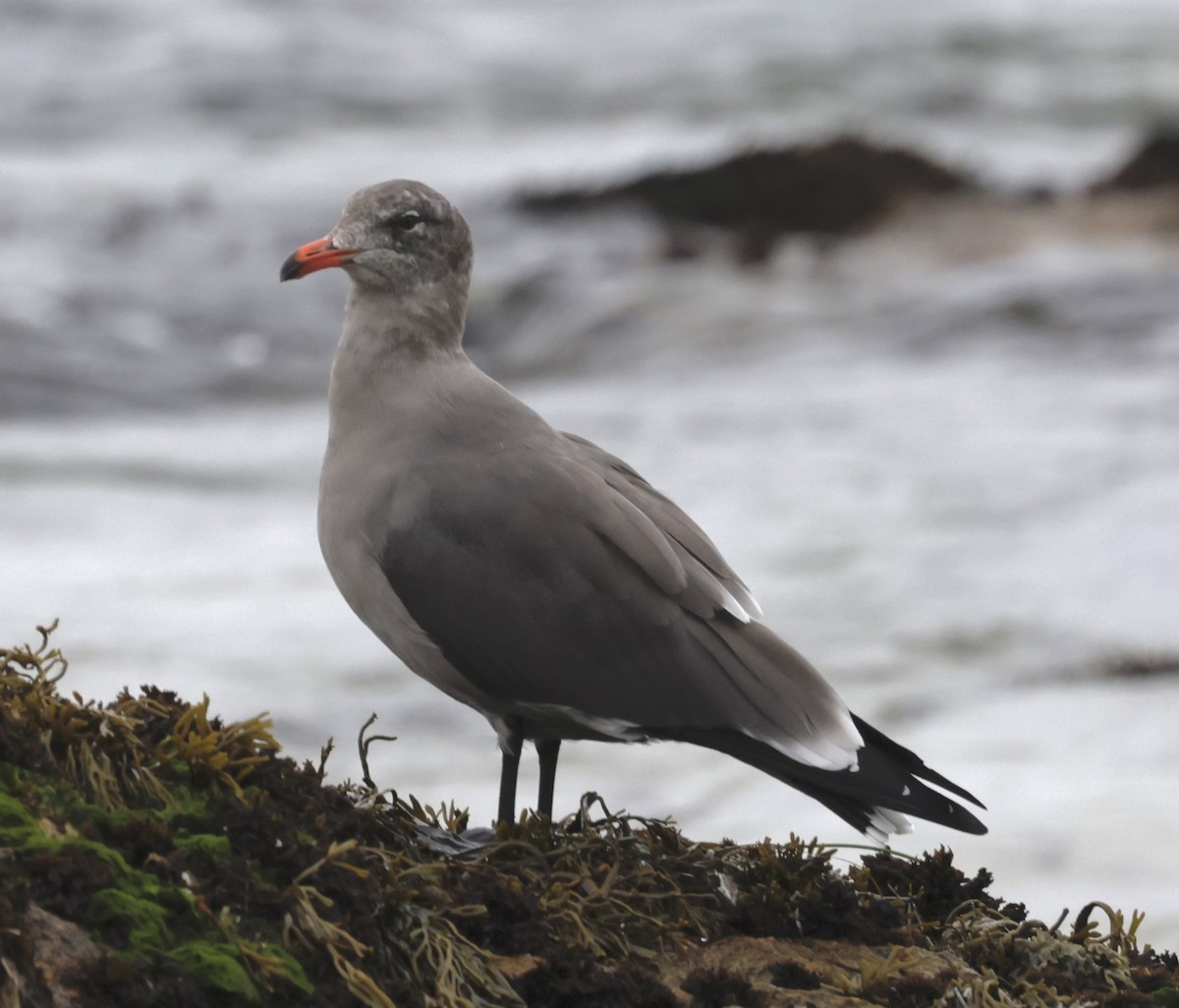 Heermann's Gull - ML624012253