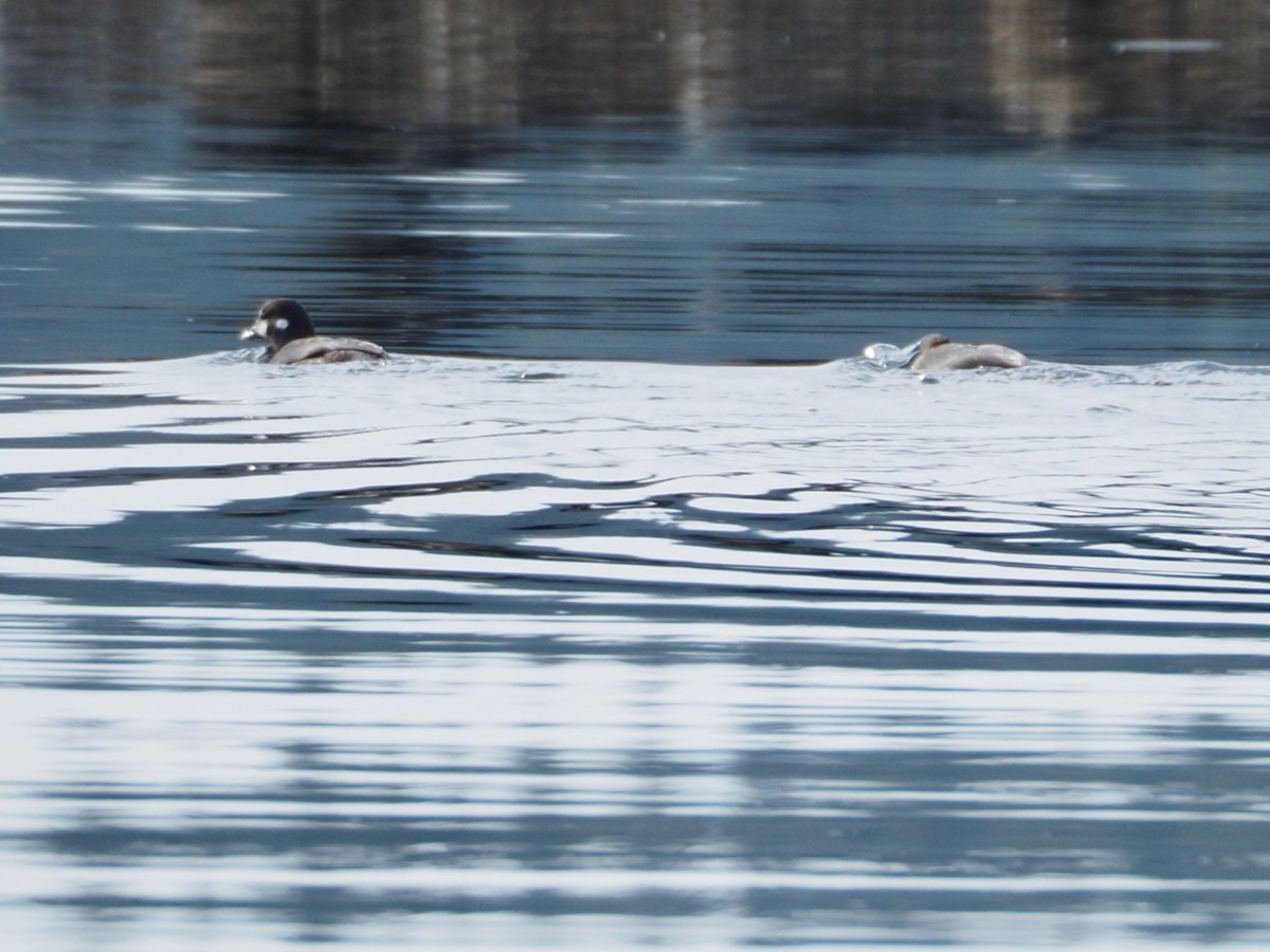 Harlequin Duck - ML624012258